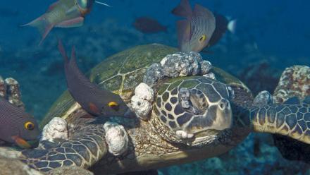 Sea Turtles Get Herpes, Too: asset-mezzanine-16x9