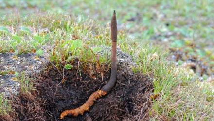 The World's Most Expensive Fungus: asset-mezzanine-16x9