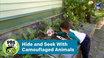 Hide and Seek With Camouflaged Animals: asset-mezzanine-16x9