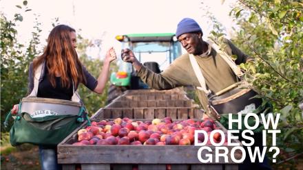 Apples: asset-mezzanine-16x9