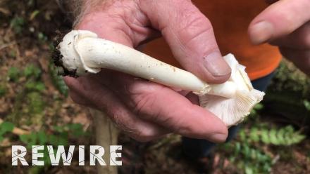 What mysteries do mushrooms hold?: asset-mezzanine-16x9