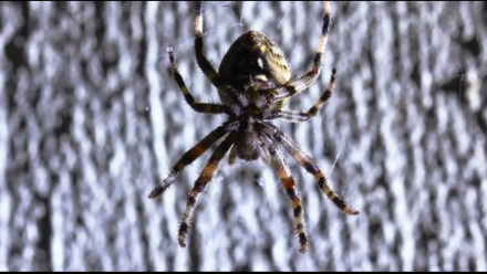 Spiders in HD: asset-mezzanine-16x9