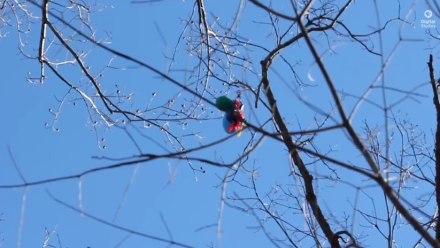 How to... Rescue Your Camera From a Tree: asset-mezzanine-16x9