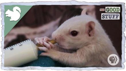 The Rare Albino Squirrels of Olney, Illinois: asset-mezzanine-16x9