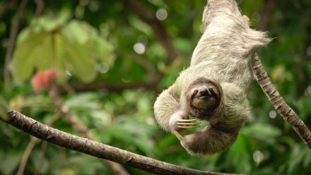 Canvasing Southern Costa Rica: asset-mezzanine-16x9