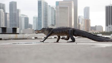 Preview: asset-mezzanine-16x9