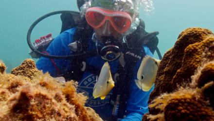 Battling Coral Disease: Treatments Below the Waves: asset-mezzanine-16x9