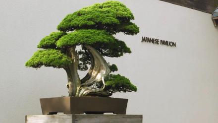 Bicentennial Bonsai: Emissaries of Peace: asset-mezzanine-16x9
