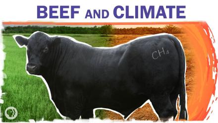 Beef Is Bad For The Climate. Can We Make It Better?: asset-mezzanine-16x9