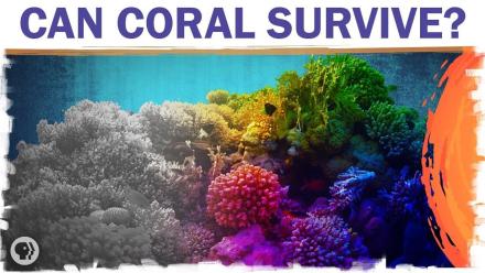 Coral Reefs Are Dying. But They Don’t Have To.: asset-mezzanine-16x9