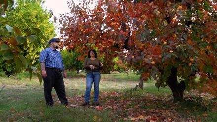 Twin Peaks Orchards: asset-mezzanine-16x9