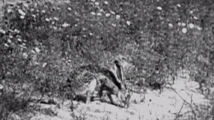 Jack Rabbits: asset-mezzanine-16x9