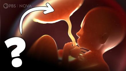 Placenta: The Incredible Organ You Make During Pregnancy: asset-mezzanine-16x9