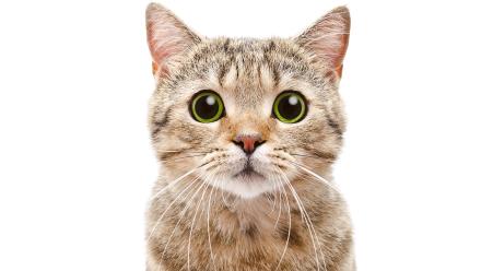 Can Cat Poop Make You Crazy?: asset-mezzanine-16x9