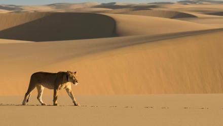 Filming Lions in the Namib Desert: asset-mezzanine-16x9