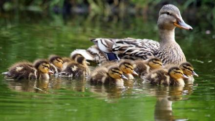 Coolest Families: asset-mezzanine-16x9