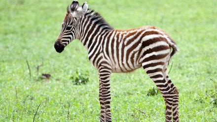 Fastest: asset-mezzanine-16x9