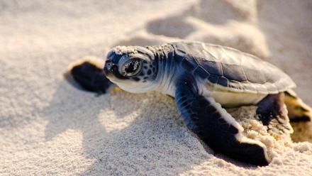 Most Independent: asset-mezzanine-16x9