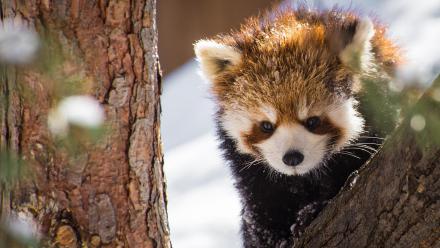 Cuddliest: asset-mezzanine-16x9