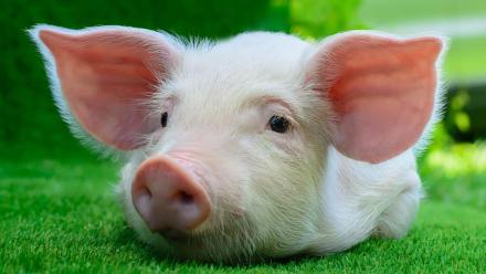 Only a Mother Could Love: asset-mezzanine-16x9