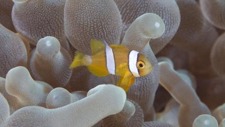 Smallest: asset-mezzanine-16x9