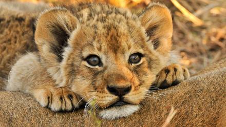 Babies With Bite: asset-mezzanine-16x9