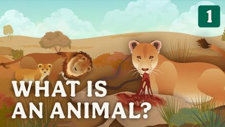 What is an Animal?: asset-mezzanine-16x9