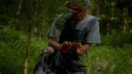 The Strength of Bamboo: asset-mezzanine-16x9