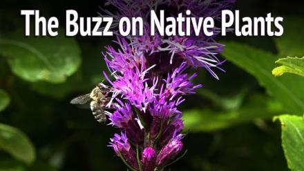 The Buzz On Native Plants: asset-mezzanine-16x9