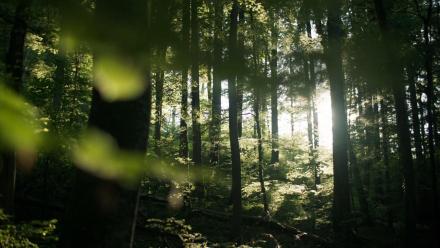 Why Just Planting Trees Won’t Save the Planet: asset-mezzanine-16x9