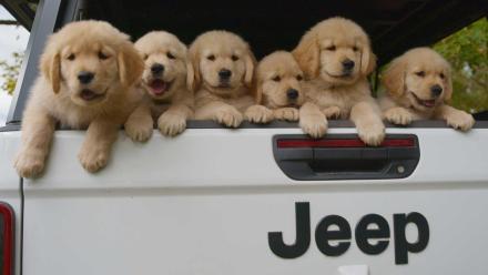 Happiness is Gold & Lavender: asset-mezzanine-16x9