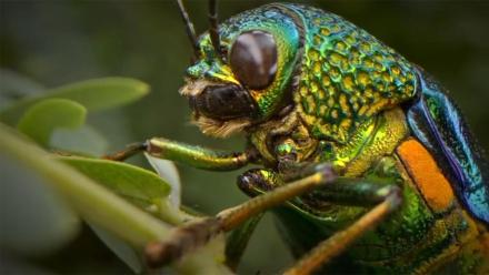 Beetlemania: asset-mezzanine-16x9