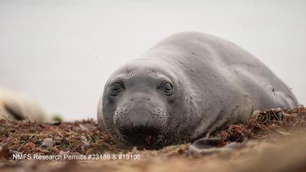 The Elephant Seals of Año Nuevo | Changing Seas | Preview: asset-mezzanine-16x9
