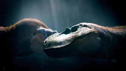 Albertosaurus Matriarch Asserts Dominance: asset-mezzanine-16x9