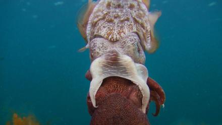 Cuttlefish Are the Ocean’s Freakiest Little Weirdos: asset-mezzanine-16x9