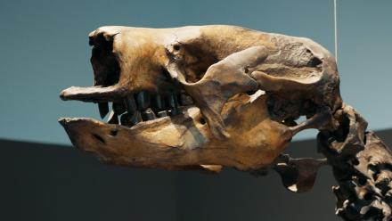 Fossils in the Asphalt: Unearthing LA’s Ancient Past: asset-mezzanine-16x9