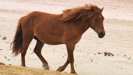 Assateague Island: Preserving Change: asset-mezzanine-16x9