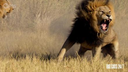 Male Lions Fighting: asset-mezzanine-16x9