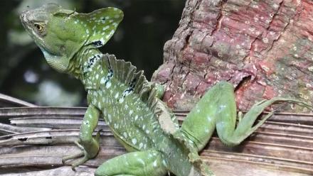 Gems of the Forest, Cahuita: asset-mezzanine-16x9