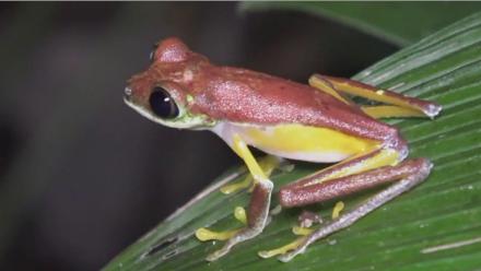 Guardians of the Forest: asset-mezzanine-16x9