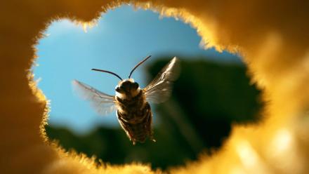 The Honey Trap: asset-mezzanine-16x9