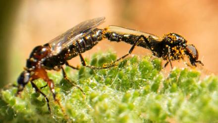 These Lovebugs Have Attachment Issues: asset-mezzanine-16x9