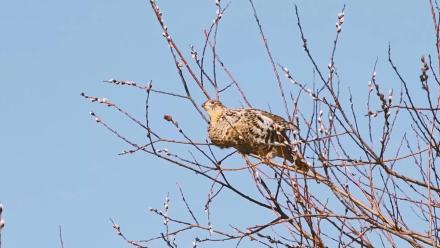 Ruffed Grouse #2, Agrivoltaics, Clean Water from Farmlands, Beaver Corps, Right Whales: asset-mezzanine-16x9