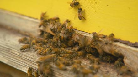 Bee Boy Toys: asset-mezzanine-16x9