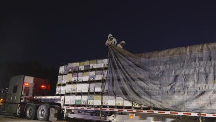 Bee Migration: asset-mezzanine-16x9