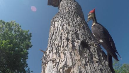 Farmers Challenge Climate Change; Vanishing Salton Sea; Forest Habitat For Birds: asset-mezzanine-16x9