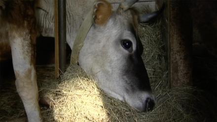 Part Five - Ceres' Children: asset-mezzanine-16x9