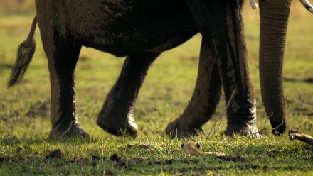 Angry Elephants vs. Lion Cubs: asset-mezzanine-16x9