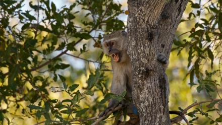 Leopard Hunting Monkeys: asset-mezzanine-16x9