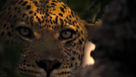 Male Leopard Threatens Leopard Cub: asset-mezzanine-16x9
